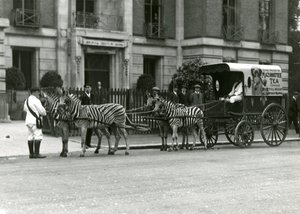 Un chariot de thé Mazawattee, tiré par une équipe de zèbres, devant les bureaux de la Zoological Society of London à Regent